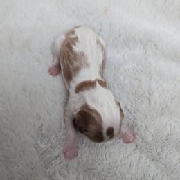 Blenheim boy - Blenheim male Cavalier King Charles Spaniel puppy in Seymour, Missouri from Painted Blessing's AKC Cavaliers LLC