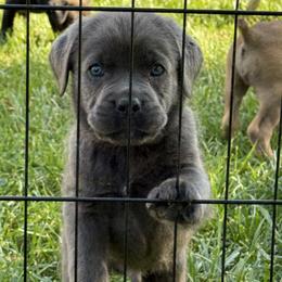 Cane Corso Puppies from Corso Empire