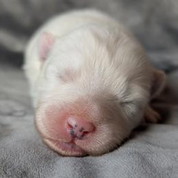 AKC Girl 'Tofu' - White female Samoyed puppy in Tombstone, Arizona from High Lonesome