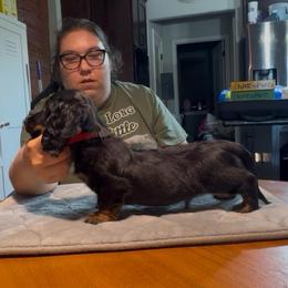 Ty (Red) - Black and tan male Dachshund puppy in Humble, Texas from Foley Dachshunds