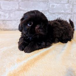 Fynn - Chocolate male Shih Tzu puppy in West Pawlet, Vermont from Morgan's Shih Tzus