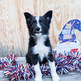 Platt - Black female Border Collie puppy in Raccoon, Kentucky from Skyline Border Collies