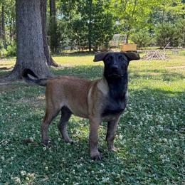 Artak's Home Slon - Red male Belgian Malinois puppy in Monroe, North Carolina from Artaks Home Malinois