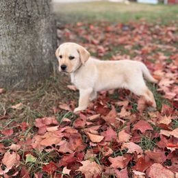 Dusty-Green - Yellow male Labrador Retriever puppy in Tekonsha, Michigan from Asher Acres Labs