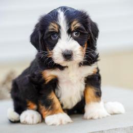 Sharpie - Tri-color male Bernedoodle puppy in Dundee, Ohio from Down Home Doodle