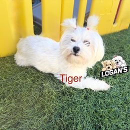 Tiger - Maltese