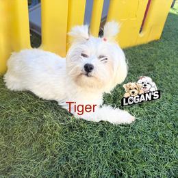 Tiger - Maltese