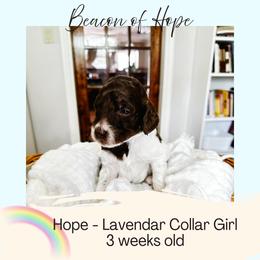 Hope - Parti female Goldendoodle puppy in Montgomery, Texas from Dacus Doodles