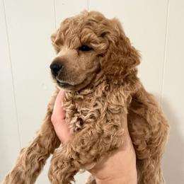Boy 1 Oliver AKC - Apricot male Poodle puppy in Lees Summit, Missouri from Divine K9s LLC