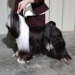 Vivienne - Tibetan Terrier