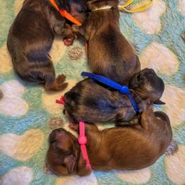 Shorkie puppies from Ever After Tails