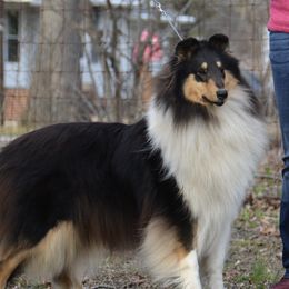 Noel - Collie