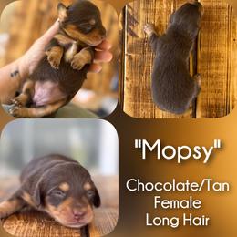 Girl 3 - Mopsy - Chocolate and tan female Dachshund puppy in London, Kentucky from Steele Half Acre Homestead