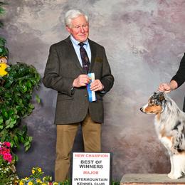 Miniature American Shepherds from Stellar Miniature American Shepherds