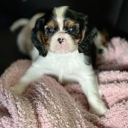 Cavalier King Charles Spaniel Puppies from CK Cavaliers