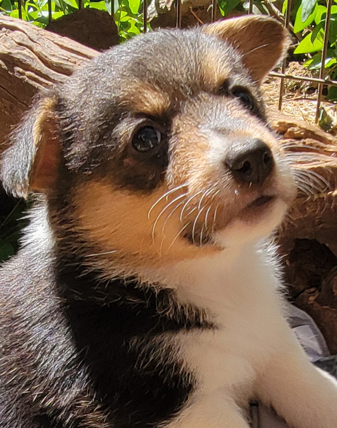 Pembroke Welsh Corgi Puppies from MCS Farms-OK