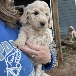 Goldendoodle Puppies from Simmons F1b Goldendoodles