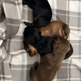 Dachshund Puppies from Jedi Weiner Ranch