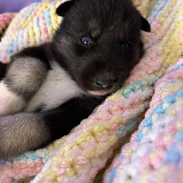 Dill - Black tan and white male Siberian Husky puppy in West Baldwin, Maine from Douglas Mountain Farm and Kennel