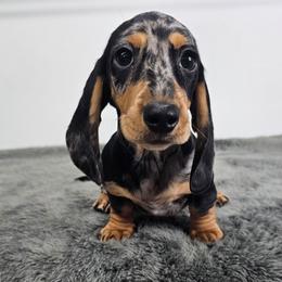 Black and tan smooth dapple female - Dapple female Dachshund puppy in Belle Rive, Illinois from Akin's Miniature Dachshunds, LLC
