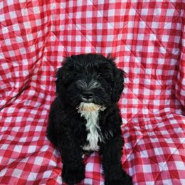 Boy 2 - Black male Schnoodle puppy in Morrilton, Arkansas from Central AR Schnoodles