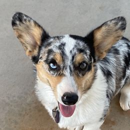 Pembroke Welsh Corgis from Idaho Lane Doodles