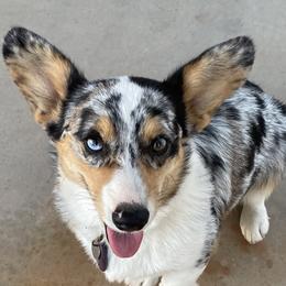 Pembroke Welsh Corgis from Idaho Lane Doodles