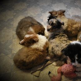 Shetland Sheepdog Puppies from RimRanch Shelties
