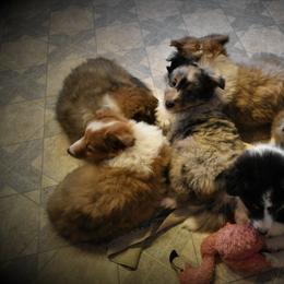 Shetland Sheepdog Puppies from RimRanch Shelties