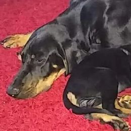 Australian Cattle Dogs and Redbone Coonhounds from Stars and Stripes Heelers and Hounds