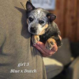 Girl 3 - Blue female Australian Cattle Dog puppy in Monroe, North Carolina from Creek View Cattle Dogs
