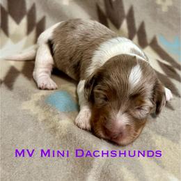 Spirit - Dapple male Dachshund puppy in Carlsbad, Texas from MV Mini Dachshunds