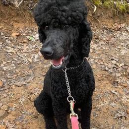 Piper  - Poodle