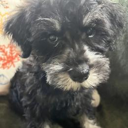 Girl 2 - female Miniature Schnauzer puppy in Kingston, Georgia from Mary Jean Suhor