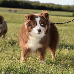 Izzybell - Toy Australian Shepherd