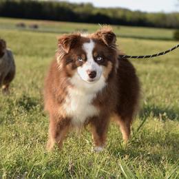 Izzybell - Toy Australian Shepherd
