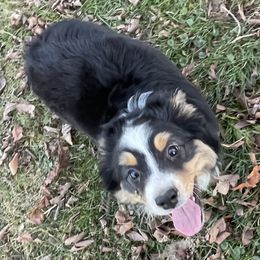 Australian Shepherd Puppies from Wagon Wheel Aussies