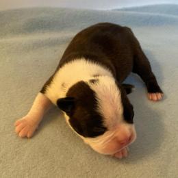 Pablo - Black brindle and white male Boston Terrier puppy in Imperial, Missouri from Boston Kup Breeders