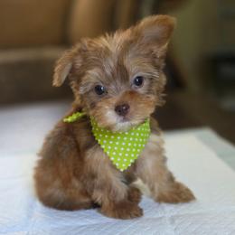 Chocolate boy - Gold male Yorkshire Terrier puppy in Aiken, South Carolina from Sio's Yorkies