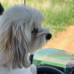 Maltese from Katie's Maltese