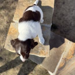 Epson - White and liver male English Springer Spaniel puppy in Ohatchee, Alabama from Otter Creek Kennels