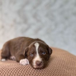 Ham - Red & white male Australian Shepherd puppy in Argyle, Iowa from Country Time Kennels