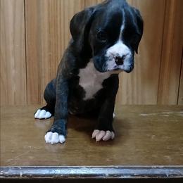 River - Brindle female Boxer puppy in Cannon Falls, Minnesota from Pattys Boxers and Bulldogs