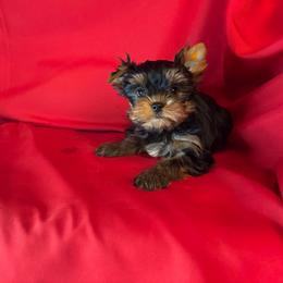 Boy 1 - Blue and gold male Yorkshire Terrier puppy in Alburnett, Iowa from Hobbs Shire Yorkies