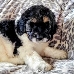 Labradoodle Puppies from Caldron Falls Doodles and Poodles