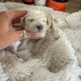 Bell - Cream female Goldendoodle puppy in Cherry Tree, Pennsylvania from Plum Creek Acres Next Generation