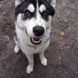 Lucifer - Black and white Siberian Husky puppy in Dunnellon, Florida from Clover's Legacy Siberians