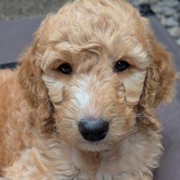 Pink Collar - Apricot female Goldendoodle puppy in Olympia, Washington from Sinclairdoodles