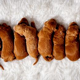 Goldendoodle Puppies from Hawkins Heritage Goldendoodles