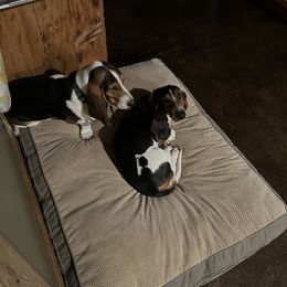 Basset Hound All Grown Up from Shauna Jones Family Basset Hounds